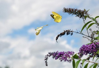 butterfly4.jpg